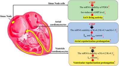 The Role of Cold Inducible RNA-Binding Protein in Cardiac Physiology and Diseases